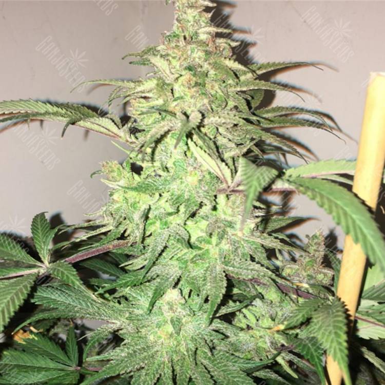 конопля семена сорта заказать Rishi Kush regular Mandala Seeds