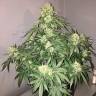 заказ семян конопли Auto Shalkar feminised Bang Seeds заказ семян конопли Auto Shalkar feminised Bang Seeds
