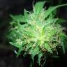 семена индийской конопли Point Of No Return x AK 47 (Powerful) regular Ganja Seeds семена индийской конопли Point Of No Return x AK 47 (Powerful) regular Ganja Seeds
