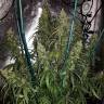 семена конопли сорта сатива Sterling Haze feminised Nirvana Seeds семена конопли сорта сатива Sterling Haze feminised Nirvana Seeds