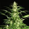 семена конопли в фирменной упаковке White Russian feminised Serious Seeds семена конопли в фирменной упаковке White Russian feminised Serious Seeds