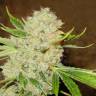 семена конопли f1 в оригинальной упаковке White Russian feminised Serious Seeds семена конопли f1 в оригинальной упаковке White Russian feminised Serious Seeds