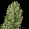 семена сортовой конопли White Russian feminised Serious Seeds семена сортовой конопли White Russian feminised Serious Seeds