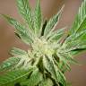 семена конопли феминизированные White Russian feminised Serious Seeds семена конопли феминизированные White Russian feminised Serious Seeds