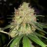 семена конопли медицинской Auto Bubblelicious regular семена конопли медицинской Auto Bubblelicious regular
