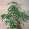 семена конопли элитных сортов Auto Bubblelicious regular семена конопли элитных сортов Auto Bubblelicious regular