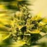 семена конопли наложенным платежом Era feminised