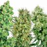 семена конопли для курения Safari Mix regular Mandala Seeds семена конопли для курения Safari Mix regular Mandala Seeds