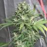 семена конопли интернет магазин Point of No Return x Lowryder (Point) regular Ganja Seeds семена конопли интернет магазин Point of No Return x Lowryder (Point) regular Ganja Seeds