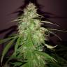 заказать качественные семена конопли Quick London regular Ganja Seeds заказать качественные семена конопли Quick London regular Ganja Seeds