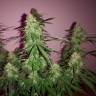 заказать на сайте семена конопли Quick London regular Ganja Seeds заказать на сайте семена конопли Quick London regular Ganja Seeds