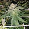 семена конопли для посадки купить Super Skunk feminised Nirvana Seeds