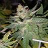 семена конопли курьером Super Skunk feminised Nirvana Seeds