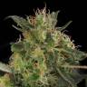 семена конопли медицинской CBD-Chronic feminised Serious Seeds семена конопли медицинской CBD-Chronic feminised Serious Seeds