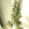 урожайные семена конопли Point of No Return x Lowryder regular Ganja Seeds урожайные семена конопли Point of No Return x Lowryder regular Ganja Seeds