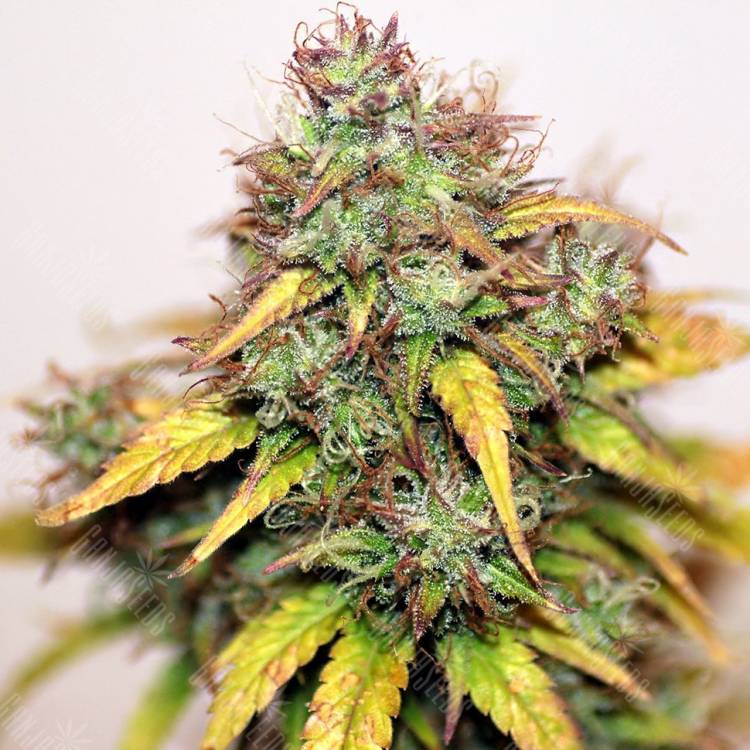 семена конопли элитных сортов Auto Kush feminised
