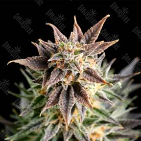 Big Band feminised Kannabia Seeds
