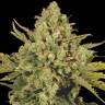 семена конопли CBD-enriched Warlock feminised Serious Seeds