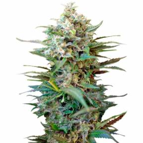Auto Big Devil XL feminised GanjaLiveSeeds