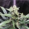 семена конопли недорого Point regular Ganja Seeds семена конопли недорого Point regular Ganja Seeds