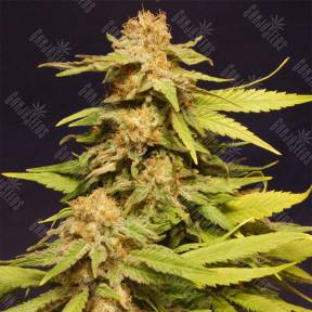 Big Bull feminised Kannabia Seeds