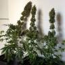 семена конопли для курения Silver Kush feminised Reserva Privada семена конопли для курения Silver Kush feminised Reserva Privada