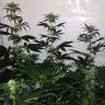 семена конопли для выращивания Silver Kush feminised Reserva Privada семена конопли для выращивания Silver Kush feminised Reserva Privada