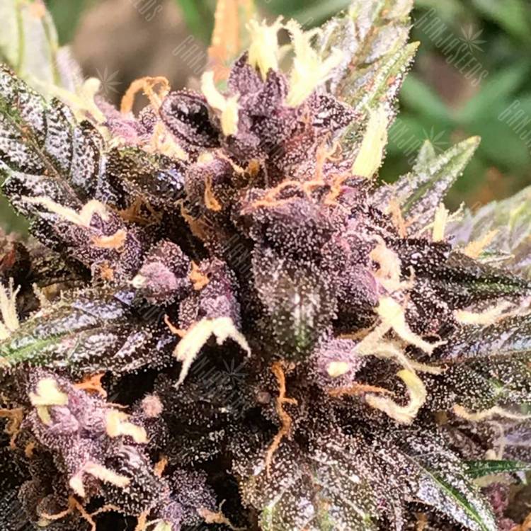 Семена марихуаны Auto Devil Cream feminised GanjaLiveSeeds