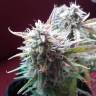 семена конопли в оригинальных упаковках Auto Blueberry Bliss feminised семена конопли в оригинальных упаковках Auto Blueberry Bliss feminised