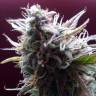 семена конопли недорого Auto Blueberry Bliss feminised семена конопли недорого Auto Blueberry Bliss feminised