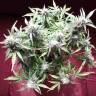 заказ семян конопли Auto Blueberry Bliss feminised заказ семян конопли Auto Blueberry Bliss feminised