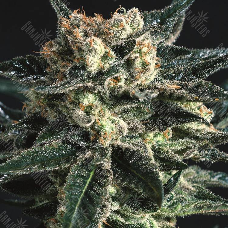 семена конопли Россия AK Skunk feminised