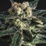 семена конопли Россия AK Skunk feminised семена конопли Россия AK Skunk feminised