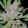 урожайные семена конопли Mass feminised Ganja Seeds урожайные семена конопли Mass feminised Ganja Seeds