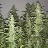 White Siberian feminised Dinafem Seeds White Siberian feminised Dinafem Seeds