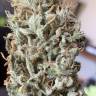 White Siberian feminised Dinafem Seeds White Siberian feminised Dinafem Seeds
