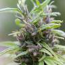 семена конопли дешево Urban Poison feminised Nirvana Seeds семена конопли дешево Urban Poison feminised Nirvana Seeds