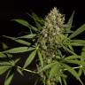 где можно заказать семена конопли Sweet Love feminised Philosopher Seeds где можно заказать семена конопли Sweet Love feminised Philosopher Seeds