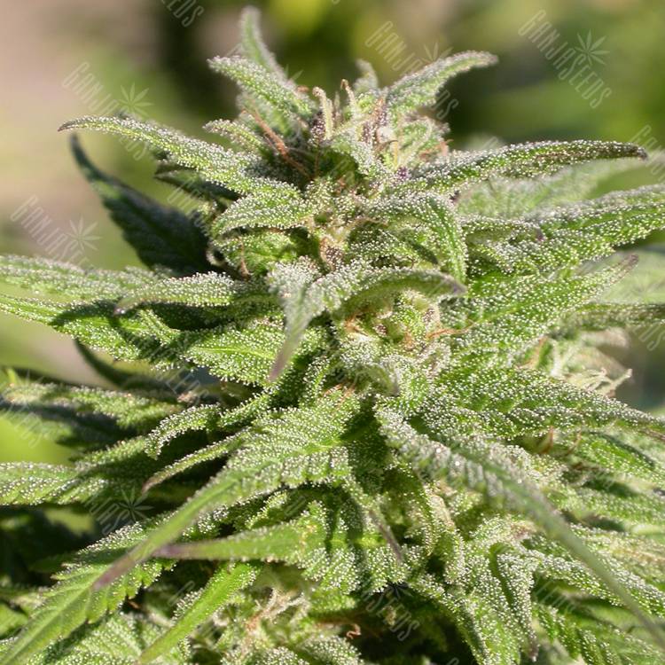 конопля семена сорта заказать Biddy Early regular Serious Seeds
