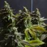 White Widow feminised Dinafem Seeds White Widow feminised Dinafem Seeds