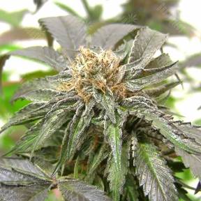 Purple Kush regular Ganja Seeds