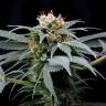 семена конопли почтой Ortega Indica feminised Dutch Passion Seeds семена конопли почтой Ortega Indica feminised Dutch Passion Seeds