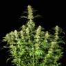 заказ семян конопли Спб Ortega Indica feminised Dutch Passion Seeds заказ семян конопли Спб Ortega Indica feminised Dutch Passion Seeds