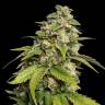 семена конопли дешево Sour Kush feminised Reserva Privada семена конопли дешево Sour Kush feminised Reserva Privada