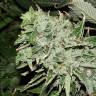 семена индийской конопли Sour Kush feminised Reserva Privada семена индийской конопли Sour Kush feminised Reserva Privada