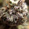 Качественные семена конопли Auto Killer Kush feminised GanjaLiveSeeds Качественные семена конопли Auto Killer Kush feminised GanjaLiveSeeds