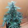 качественные семена конопли Auto Big Bang regular качественные семена конопли Auto Big Bang regular