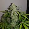 семена конопли Auto Lemon Haze feminised семена конопли Auto Lemon Haze feminised