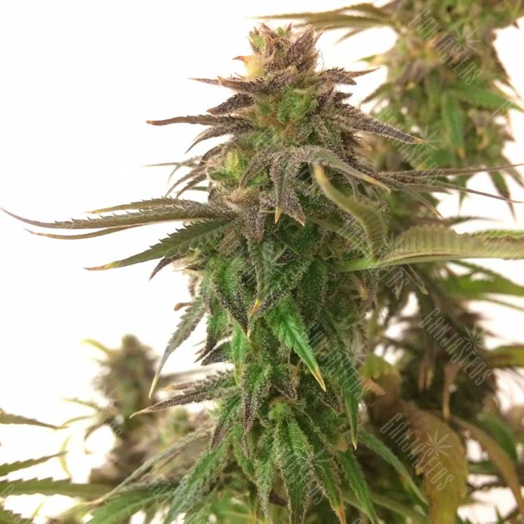 семена конопли Auto Magnesia Haze feminised