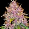 купить хорошие семена конопли New York Diesel CBD feminised купить хорошие семена конопли New York Diesel CBD feminised